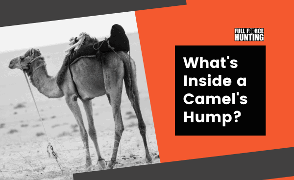 What's Inside A Camel Hump? 