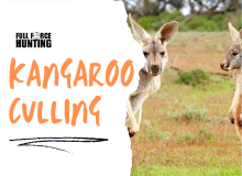 Kangaroo Culling - Overpopulation of Kangaroos in Australia